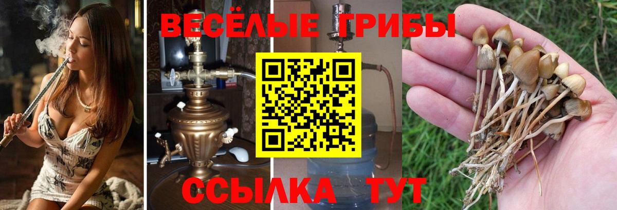 Псилоцибиновые грибы Cubensis  Вход с VPN  Ярцево 
